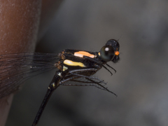 Nososticta impercepta