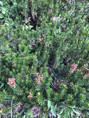 Phyllodoce empetriformis