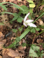 Triphora trianthophoros