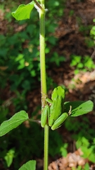 Hyla