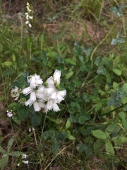 Spiranthes cernua