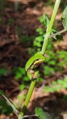 Hyla