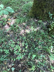 Triphora trianthophoros