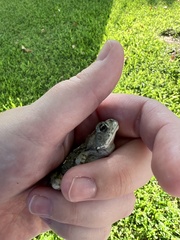 Incilius alvarius