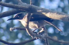 New Britain Friarbird photo 3