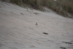 Charadrius obscurus aquilonius