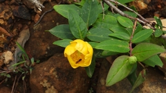 Hypericum patulum