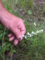 Spiranthes cernua