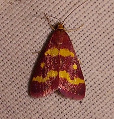 Pyrausta tyralis