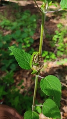 Hyla