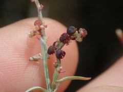 Chenopodium nutans eremaeum