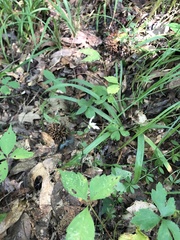 Triphora trianthophoros