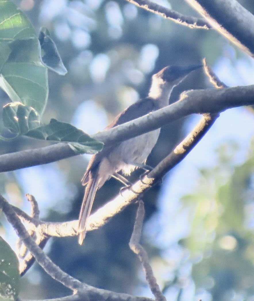 New Britain Friarbird (Philemon cockerelli), photo 2