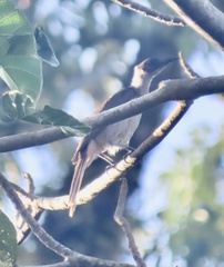 New Britain Friarbird photo 4
