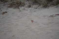 Charadrius obscurus aquilonius