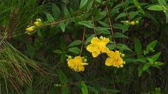 Hypericum patulum