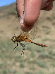 Sympetrum internum
