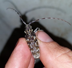 Monochamus clamator