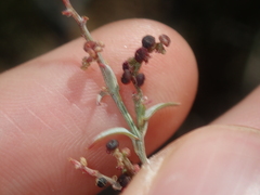 Chenopodium nutans eremaeum