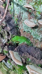 Hyla