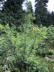 Sorbus sitchensis