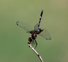 Dythemis fugax