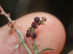 Chenopodium nutans eremaeum