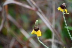 Ratibida columnifera