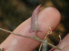 Chenopodium nutans eremaeum