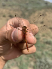 Sympetrum internum