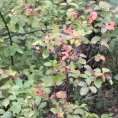 Viburnum cassinoides image
