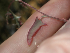 Chenopodium nutans eremaeum