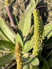 Plantago maritima