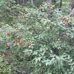 Viburnum cassinoides image