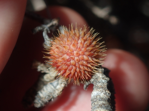 Asphondylia ericiformis