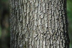Quercus falcata
