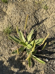 Plantago maritima