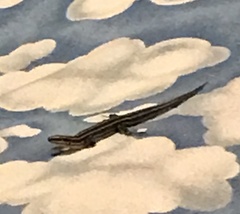 Plestiodon fasciatus