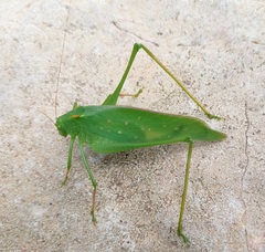 Amblycorypha