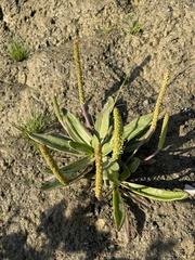 Plantago maritima