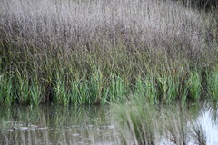 Sporobolus alterniflorus