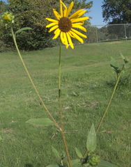Helianthus petiolaris