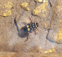 Thermonectus marmoratus