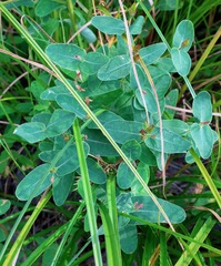 Hypericum virginicum