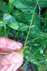 Hypericum virginicum