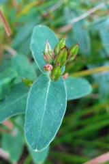 Hypericum virginicum