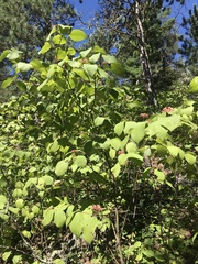 Cornus rugosa
