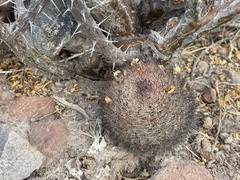 Mammillaria petrophila