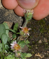 Erigeron nivalis