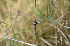 Heliothodes diminutiva